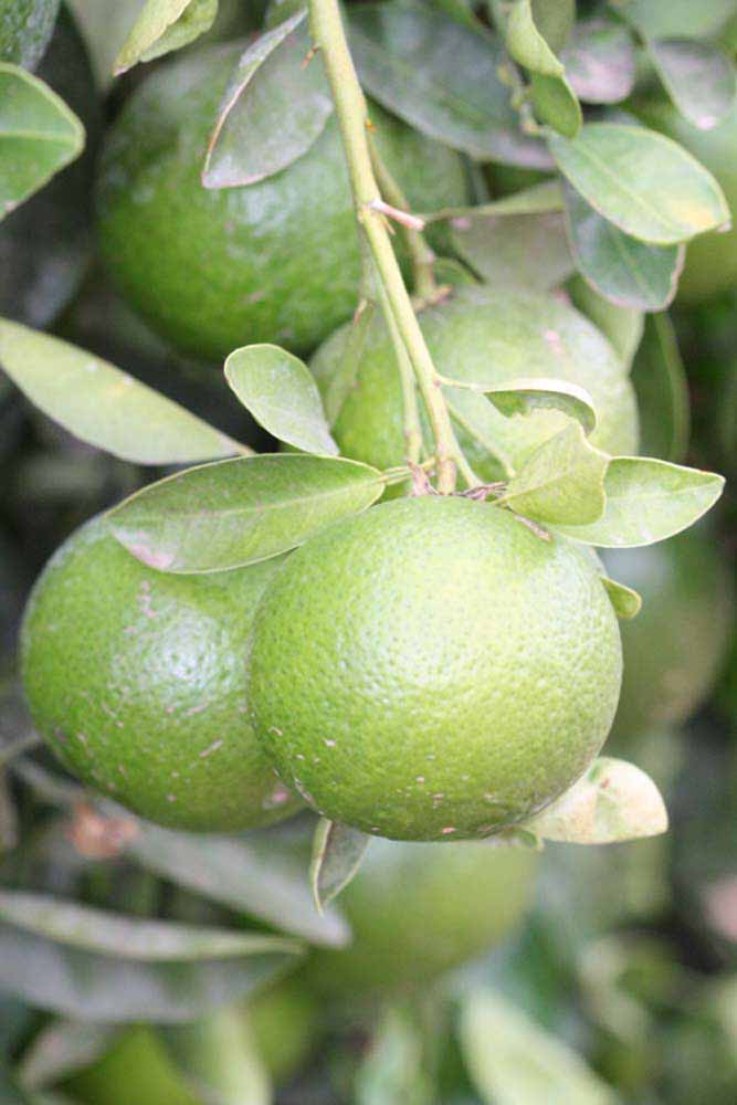            Immature fruit (Riverside, CA)   